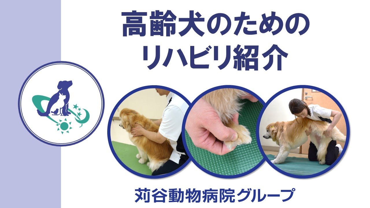 【獣医師監修】高齢犬のためのリハビリ紹介
