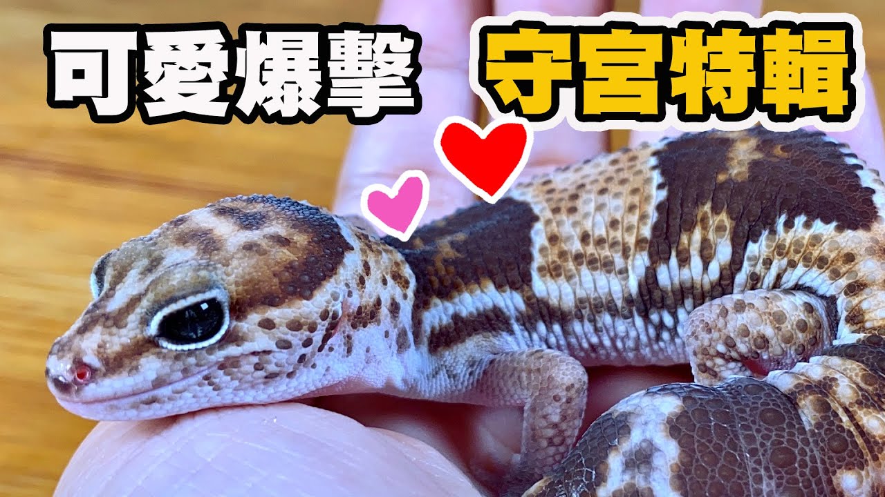 守宮討摸摸？趴在手上睡覺？療癒吃播 抱抱取暖 肥尾 豹紋 最受歡迎守宮萌寵Vlog 【昆蟲擾西上課了！】