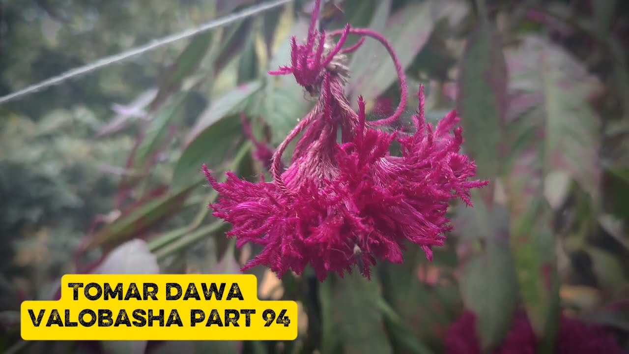 New Golpo তোমার দেওয়া ভালোবাসা / Part 94 / Tomar dawa Valobasha - Voice Jamil 