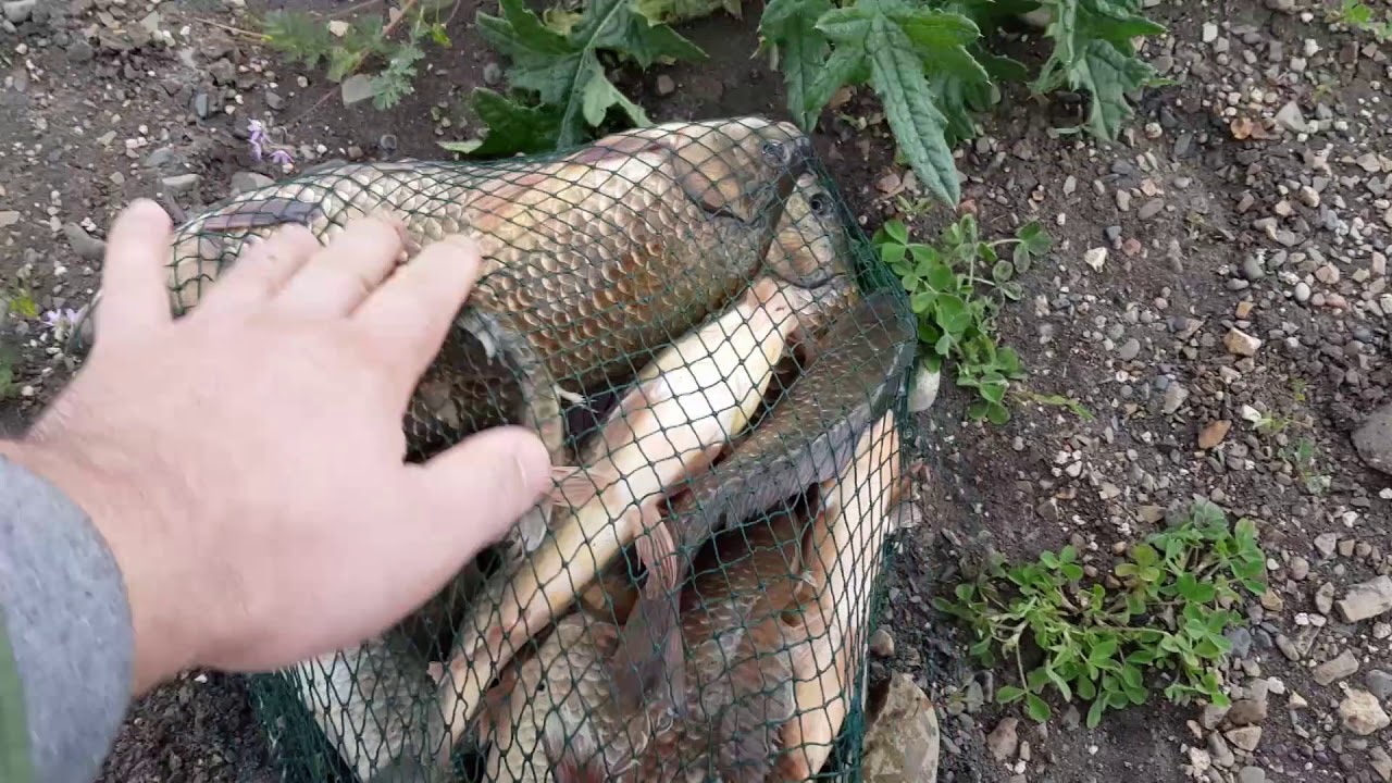 თევზაობა სიონზე 25 05 2018