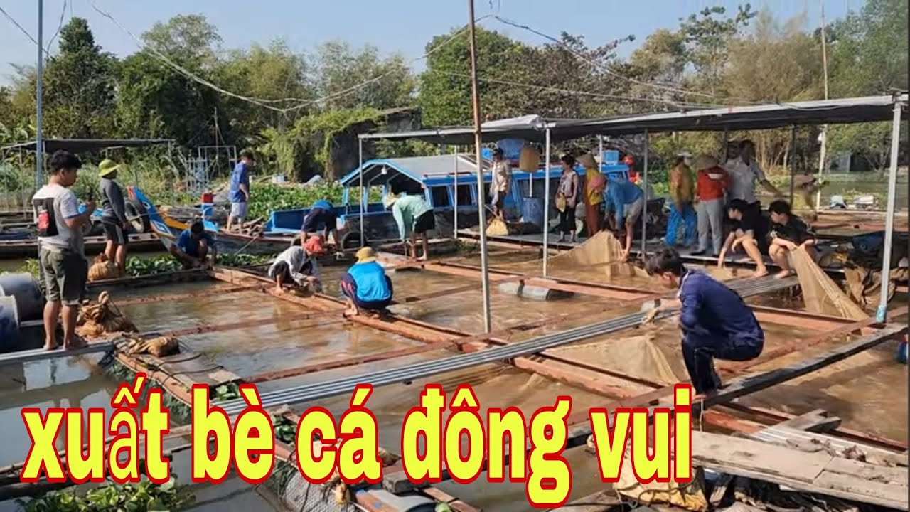 Nghề Nuôi Cá Bè Đầu Năm Mới Trúng Đậm Vì Giá Cá Diêu Hồng Lên Cao # SĂN BẮT ĐỒNG THÁP #