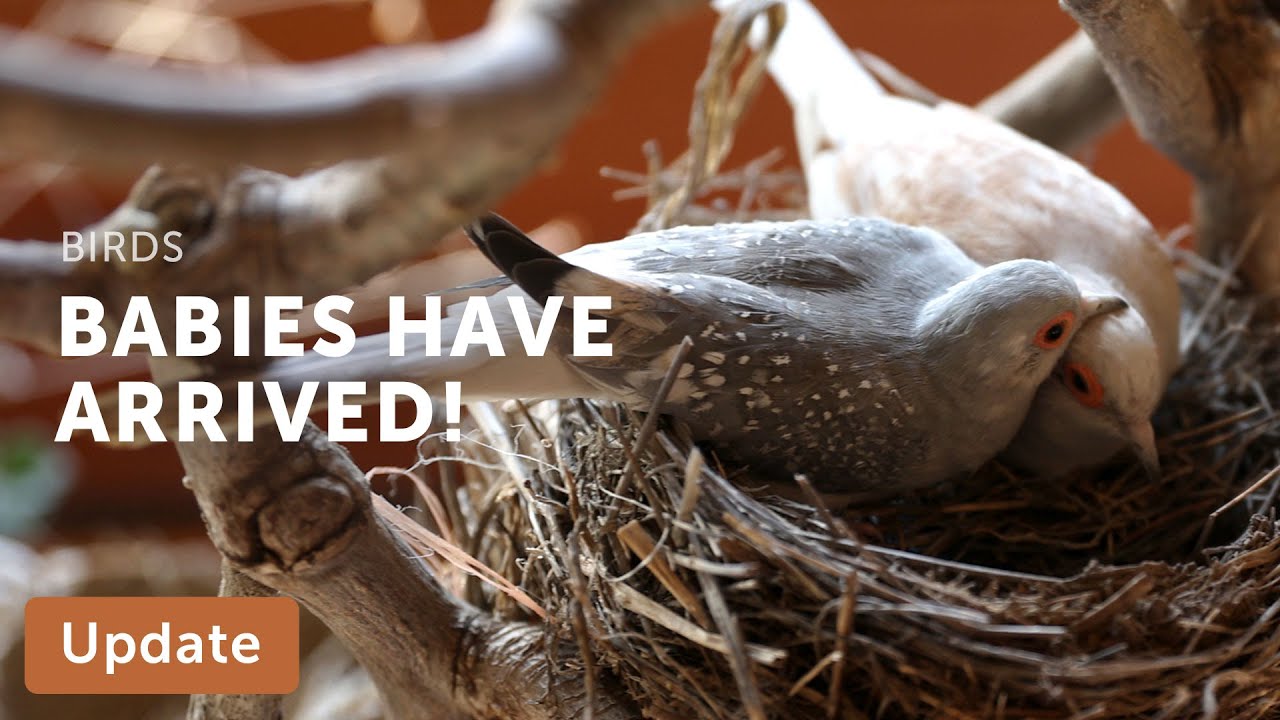 DIAMOND DOVES Lay Eggs, Babies Hatch — Update 018