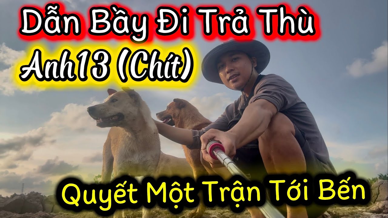 Một Vòng Tuần Tra Biên Lãnh Thổ Của Bầy Và Truy Tìm Kẻ Thù Làm Chít Bị Thương Nặng
