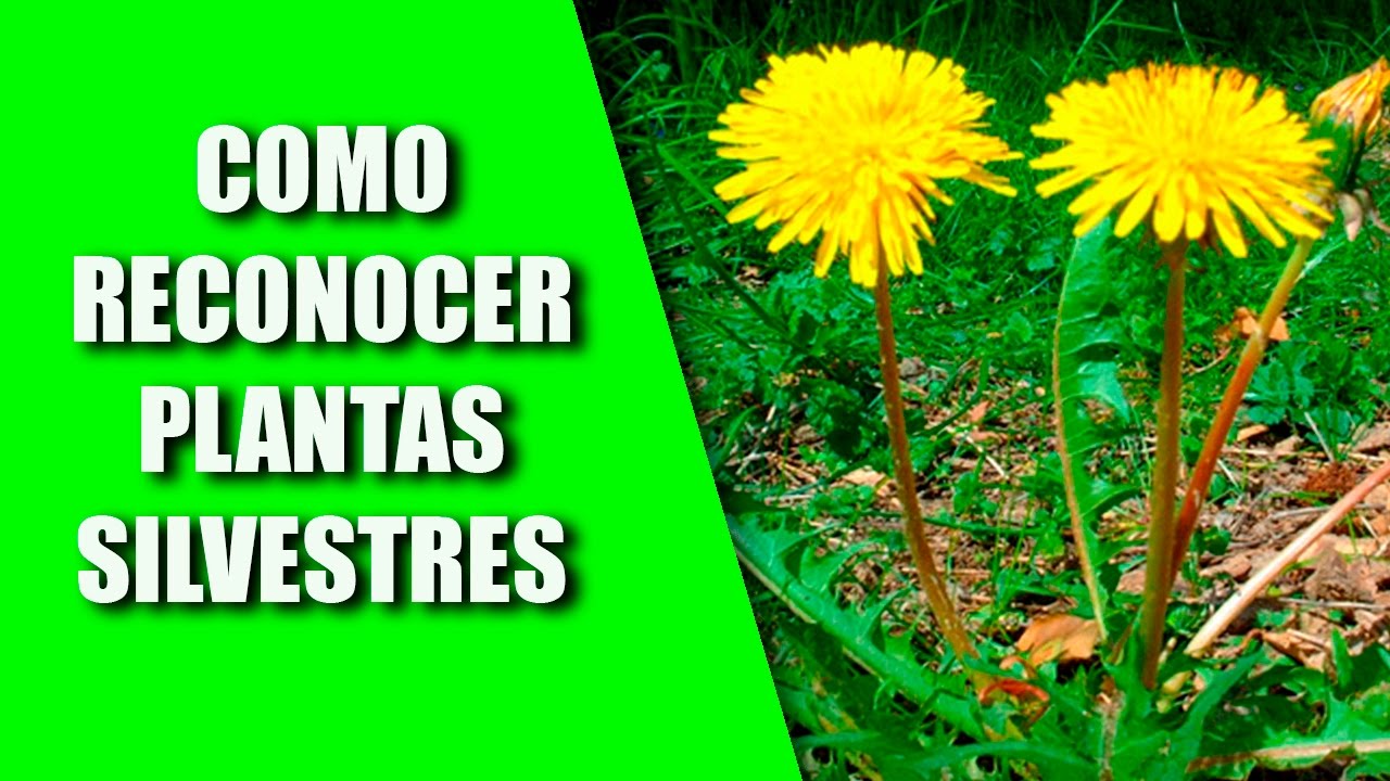 Cría del Canario y Silvestre (Identificando plantas silvestres) 2017