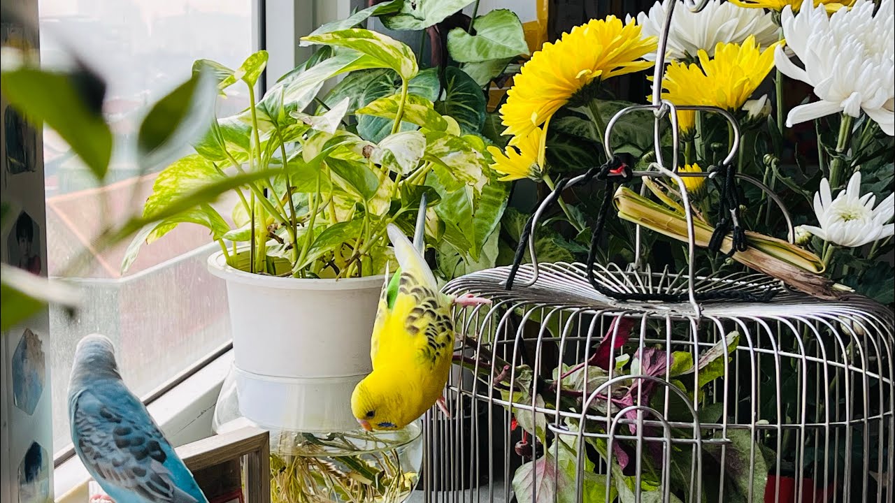 Spring Morning with Budgies _ Relaxing Natural Bird Sounds ...🕊️❤️ #BudgieSounds #lovepets 