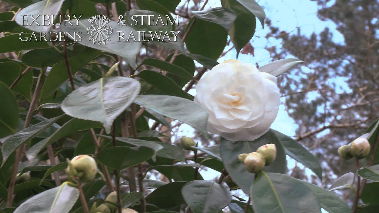 Favourite camellias with Exbury Gardens' Head Gardener John Anderson