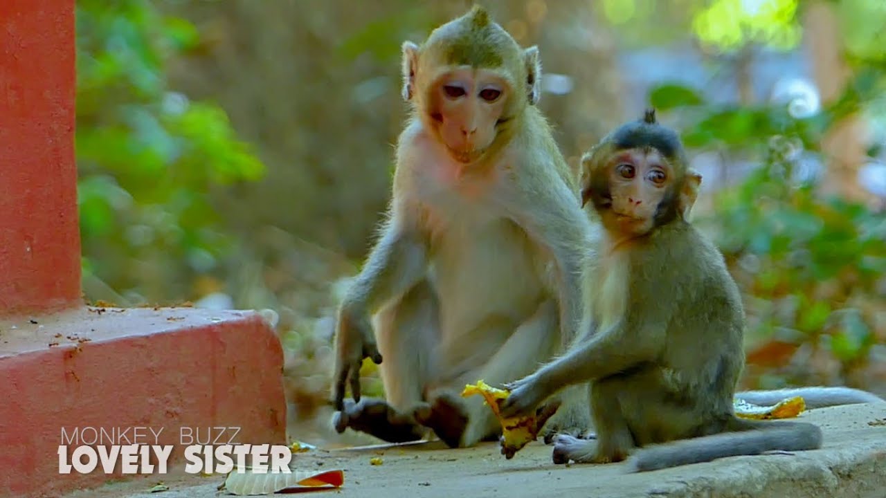 Lovely Sister! Cute monkey Alba always look after her little sister Anissa went mum busy