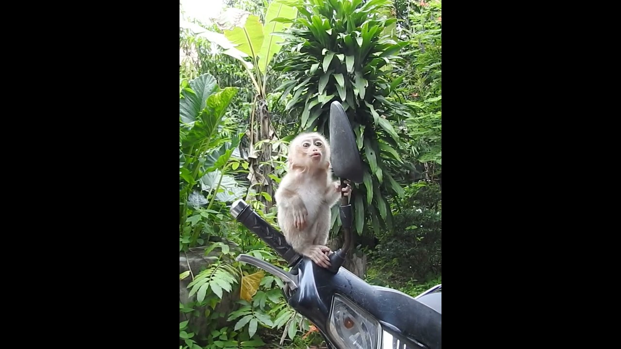 #shorts #monkey#Baby Monkey #New Born Monkey #babymonkey #lovelymonkey #adorablemonkey #monkeycry