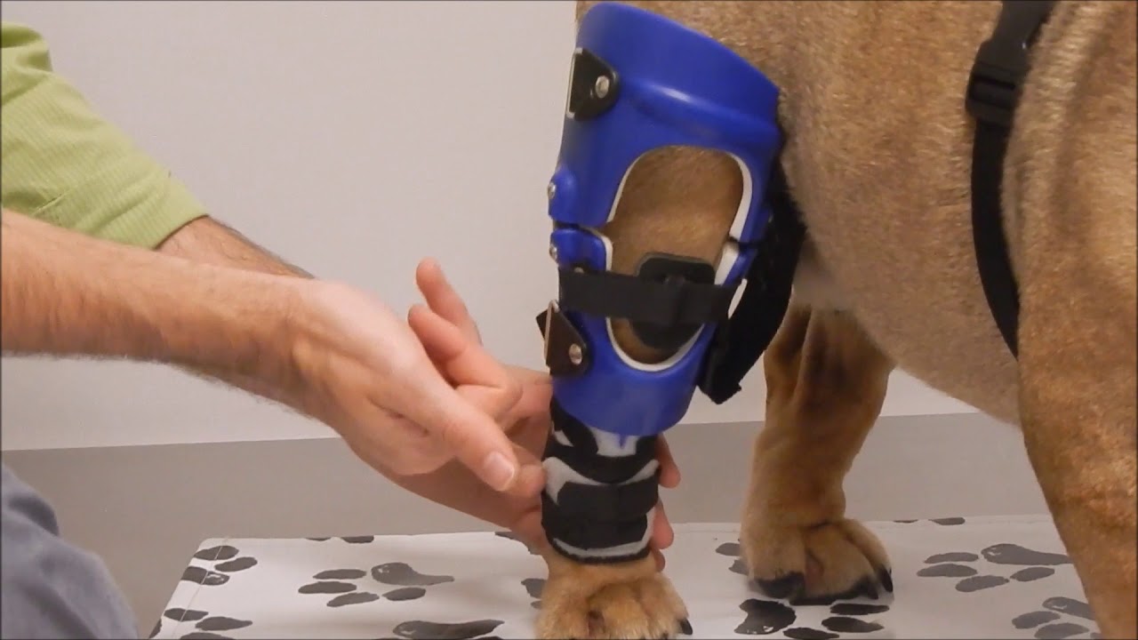 Fitting A Knee Brace With An Extended Suspension Sleeve From My Pet's Brace