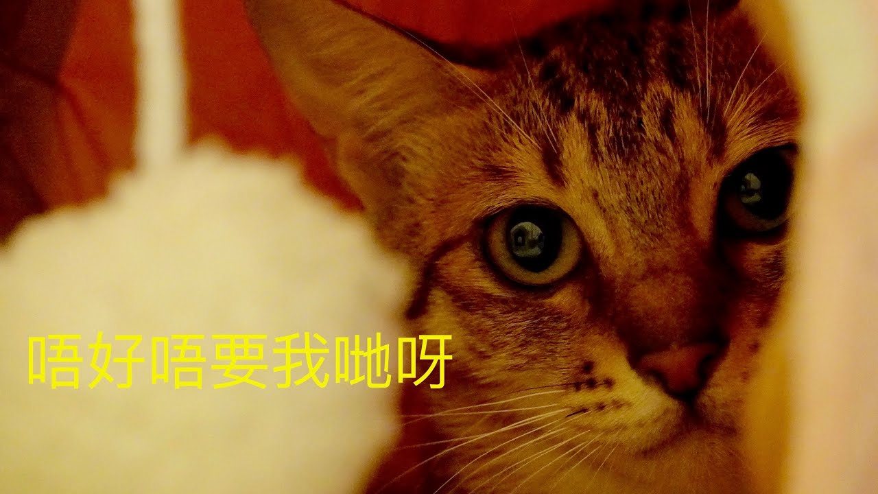 BNO安心出走 #3 貓貓移居・移民潮開始，帶寵物離開真係好難。純經驗分享。記得與寵物齊上齊落！