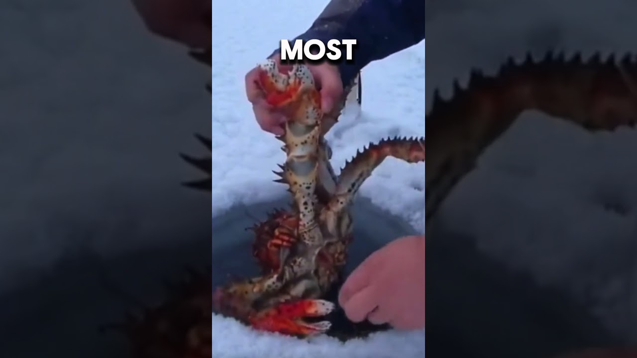 Why King Crab Is So Expensive? 🦀🤑💵 