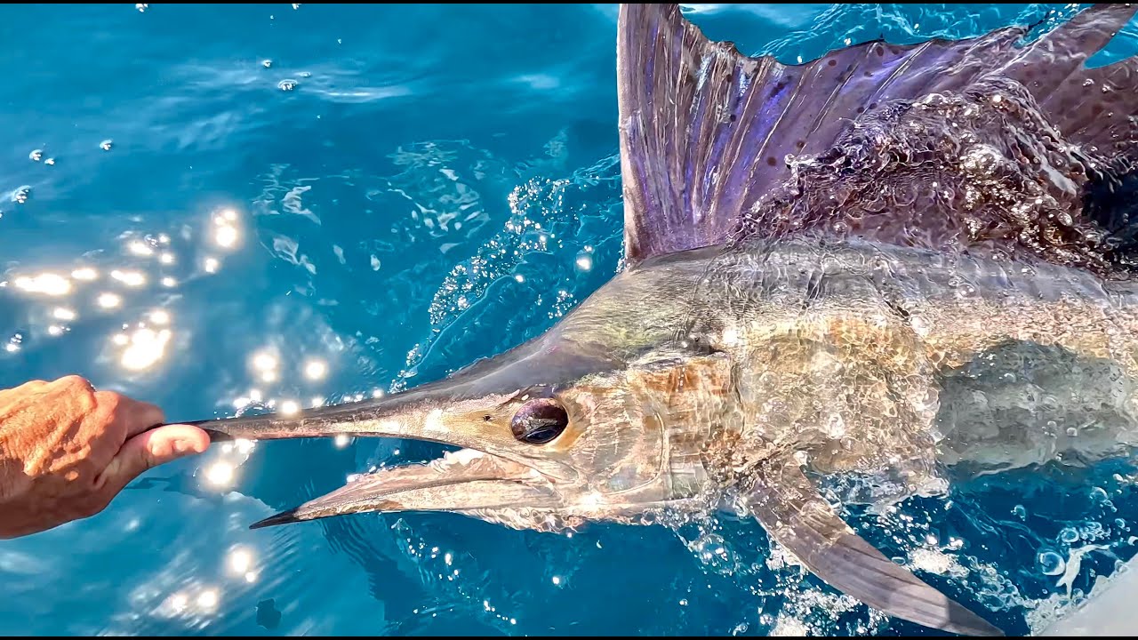 Solo Sailfish