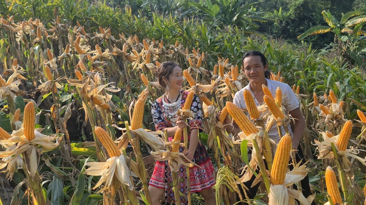 A bountiful corn season, Forest life, Wild boar, king kong amazon, Fp 261