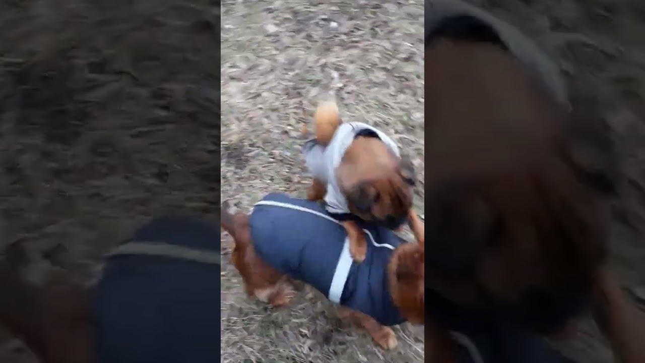 Брабансон отражает нападение🐶😄