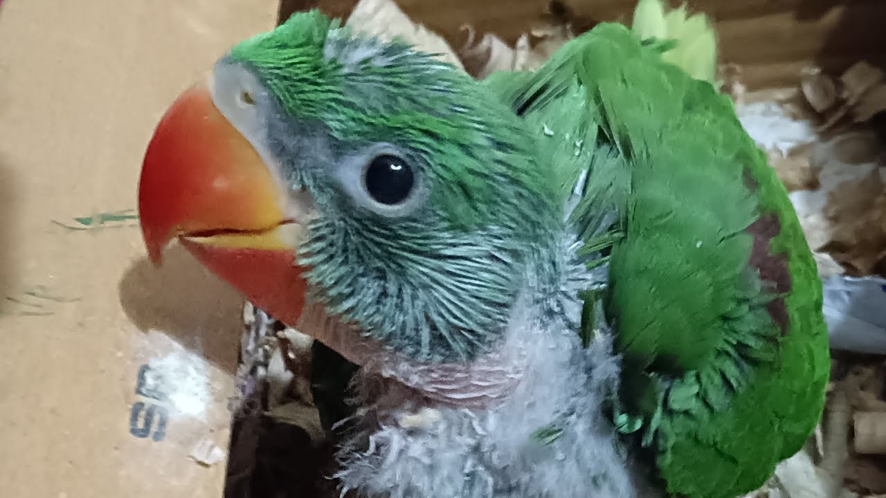 Sunny Pets World is live! #birds #parrots #pigeon