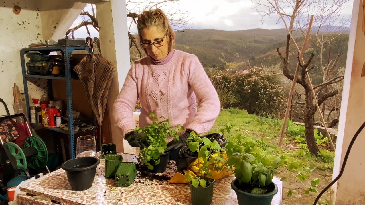 Tenho uma bancada nova (renovada) e mais plantas! | vlog no campo 🏡