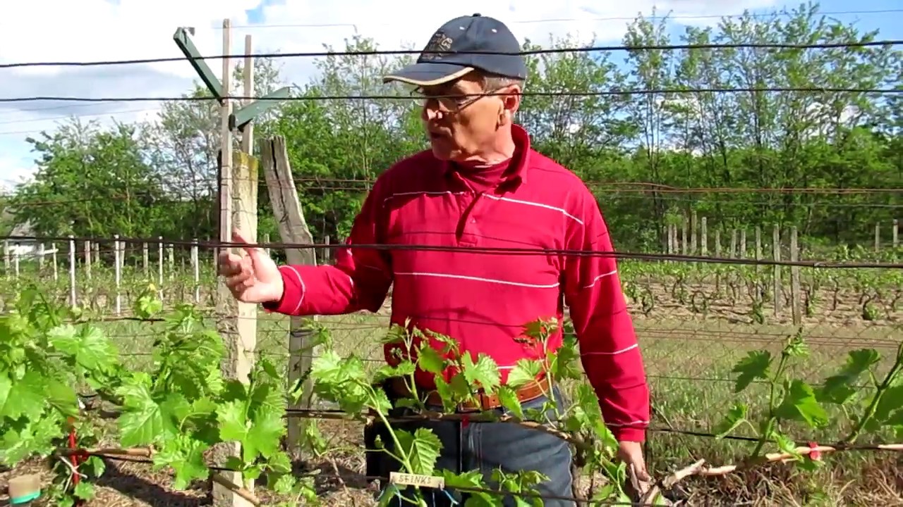 A szőlő zöldválogatása - permetezés atkák és lisztharmat ellen