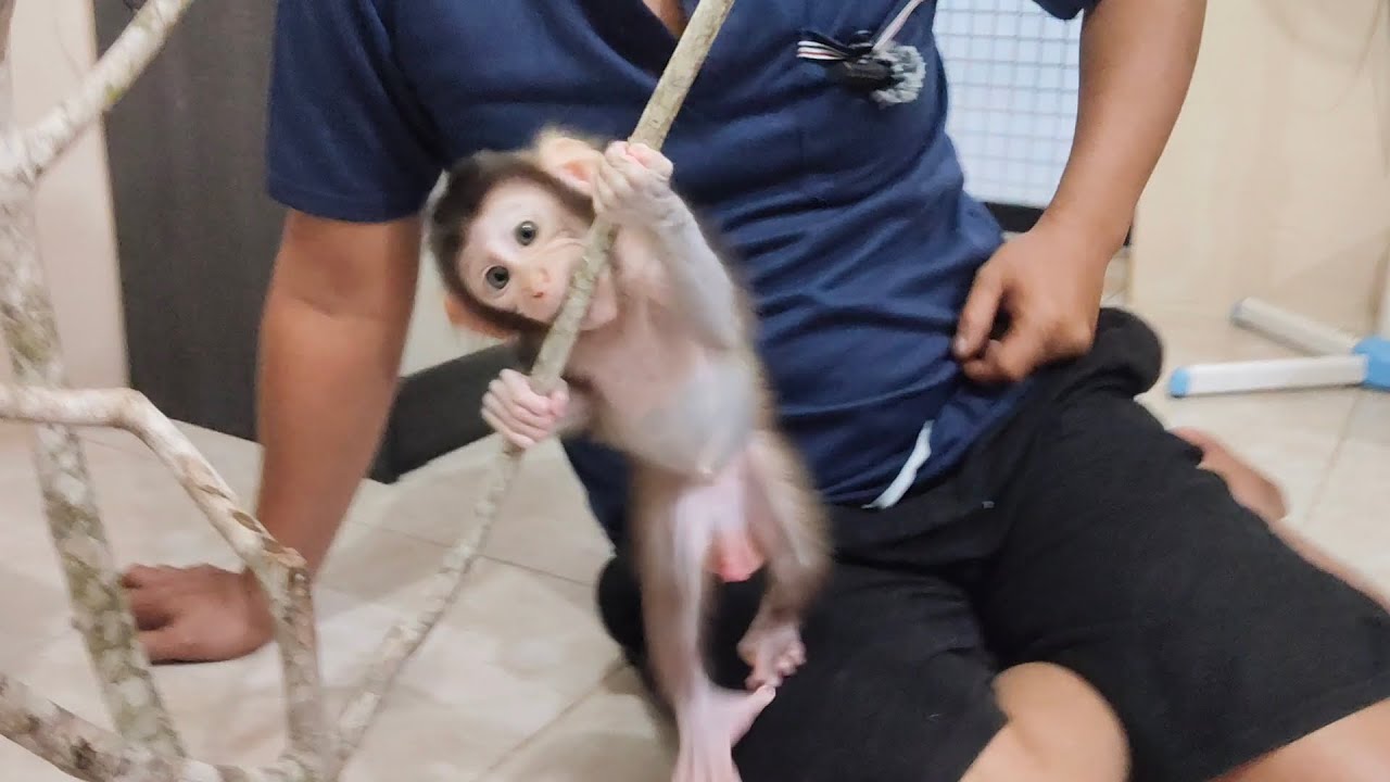 Oh my god, Boni the baby monkey is so hyperactive!🤯🤯