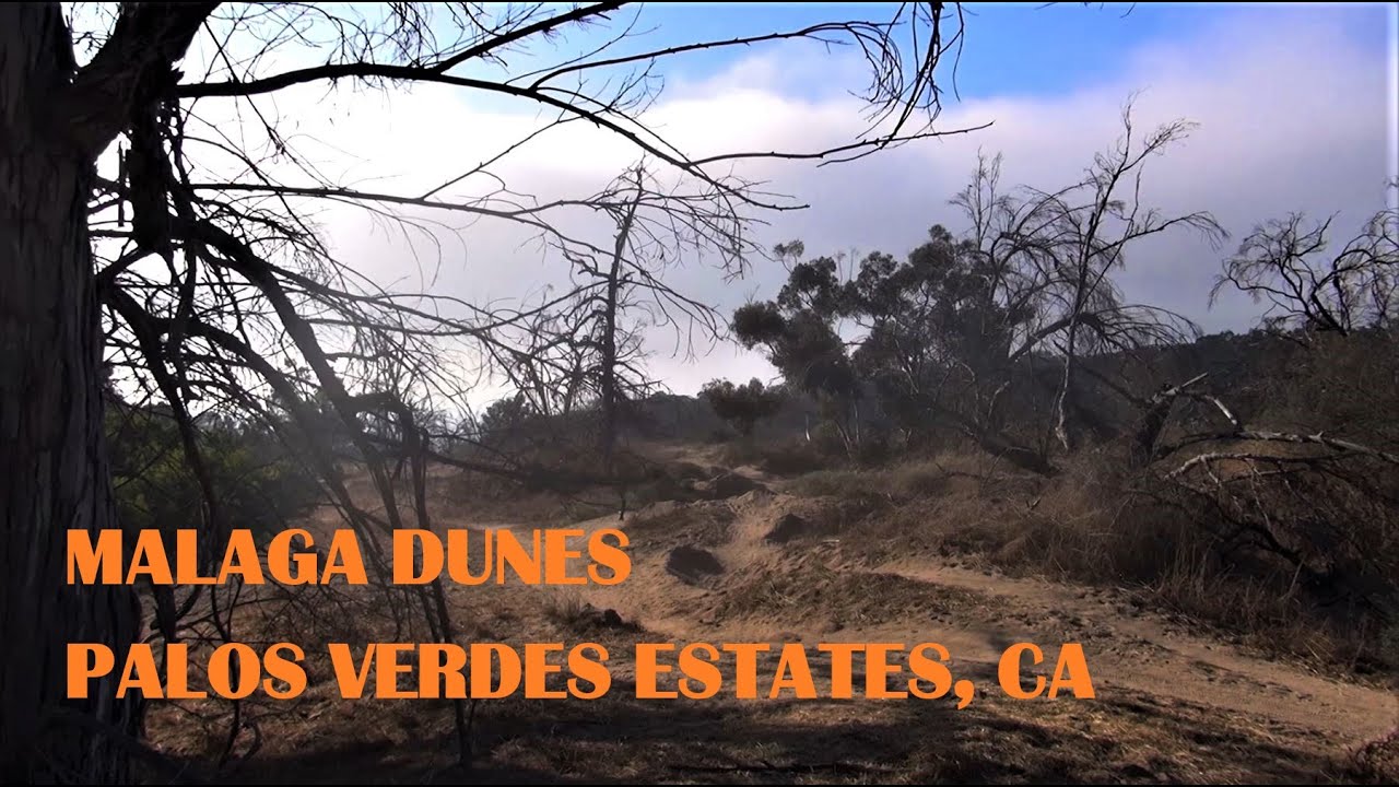 Malaga Dune Adventure by Virtual Walking, Water Streaming, Dune with Dead Trees, Field of Reeds ASMR