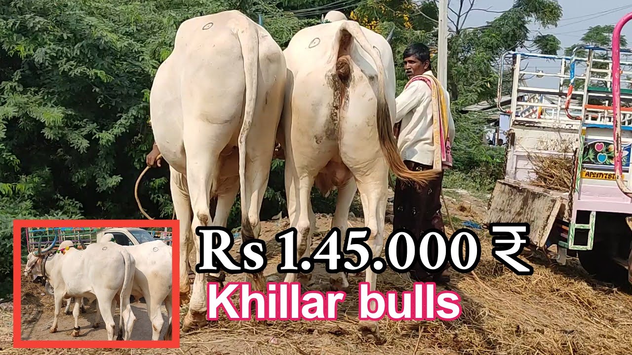 Super Khillar bulls// Adoni Khillar bulls