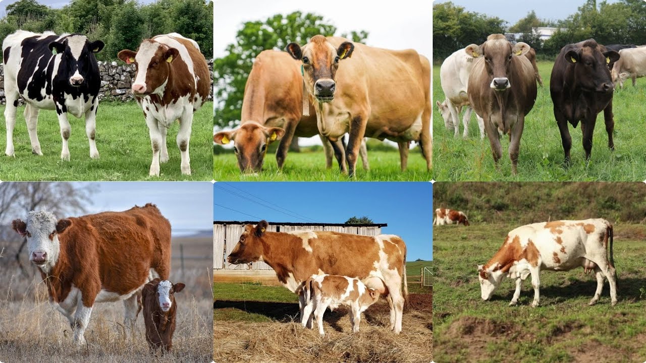 The Best of Both Worlds: Dual-Purpose Cows for Milk and Meat Production