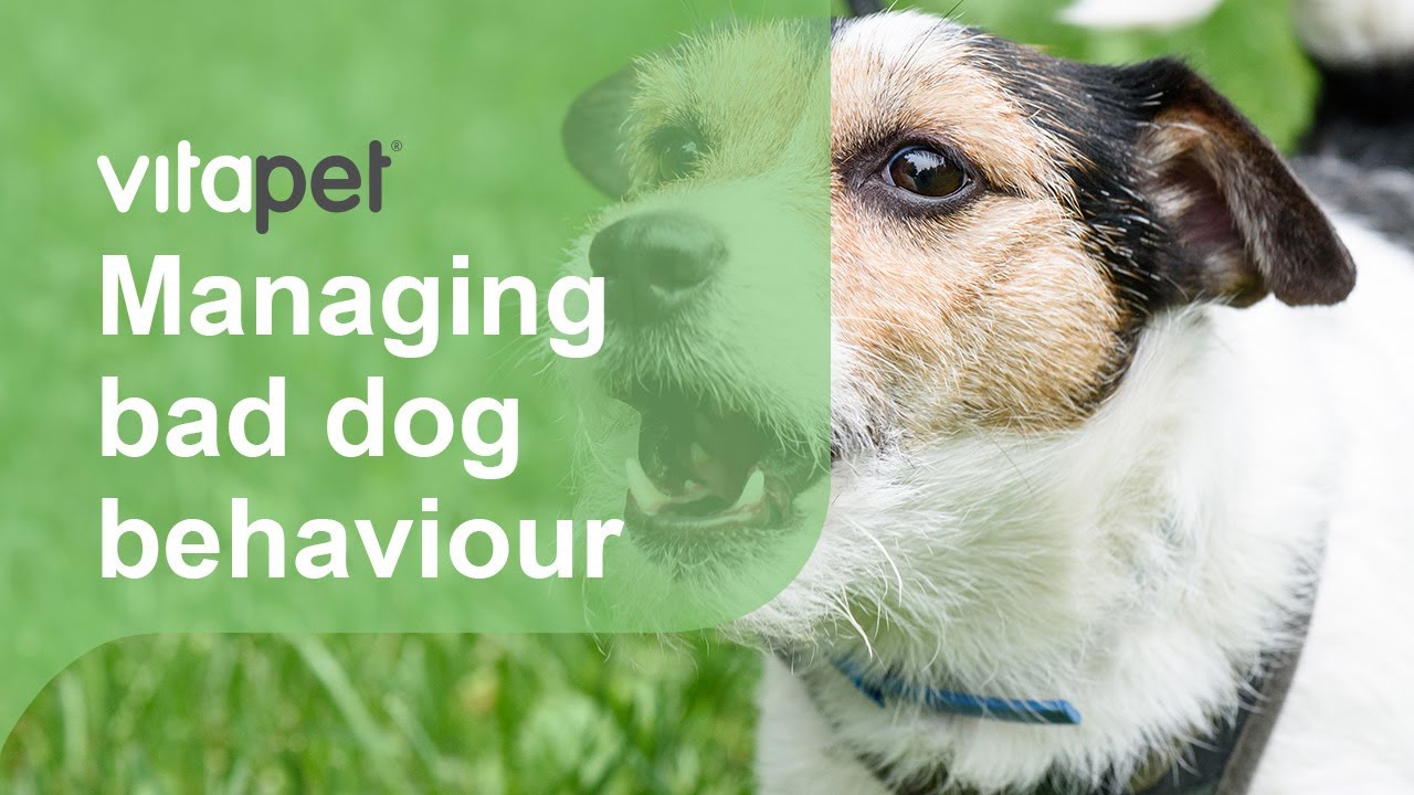 Dog Behaviour: Growling, barking and problem behaviour
