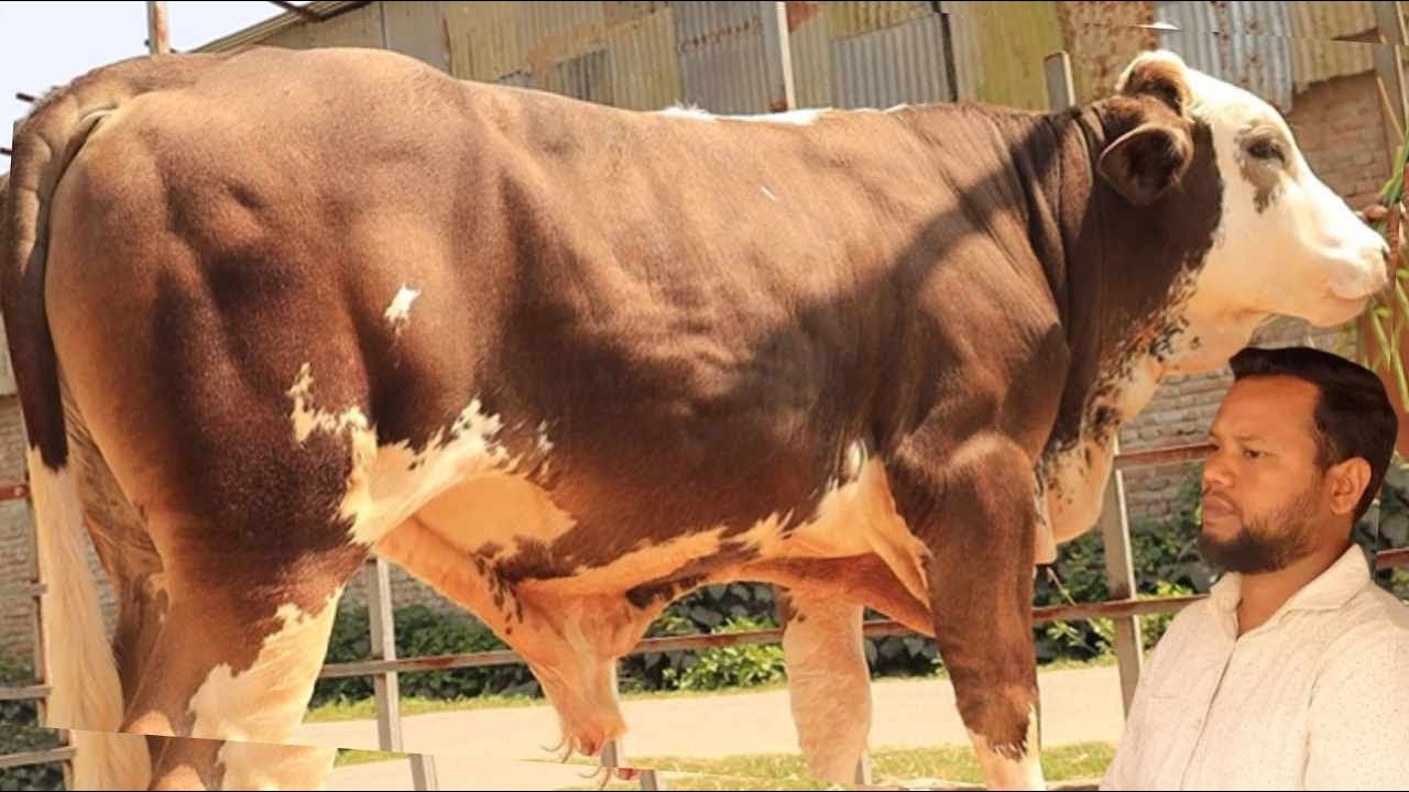 সরকার এগ্রোর ধামাকা কালেকশন দেখুন। অরজিনাল ফ্লেকভি ষাঁড় বাচ্চার দাম জানুন। sorkar agro