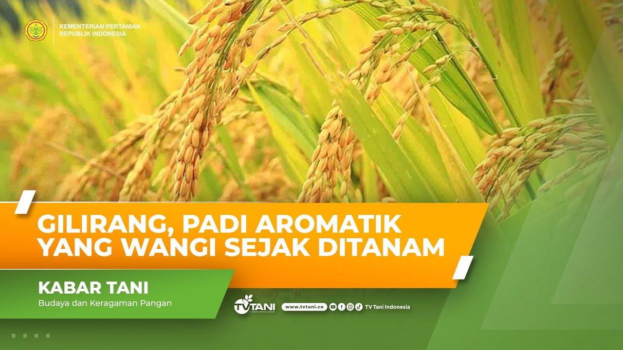 Kenali Varietas Padi Lebih Dekat, Gilirang