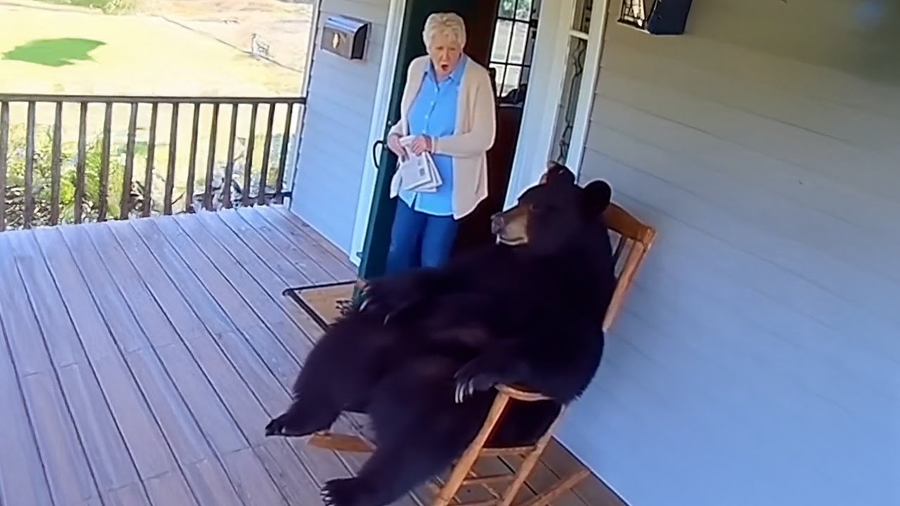 Bears Being Silly And It’s Hilarious Make You Won’t Stop Laughing 😁