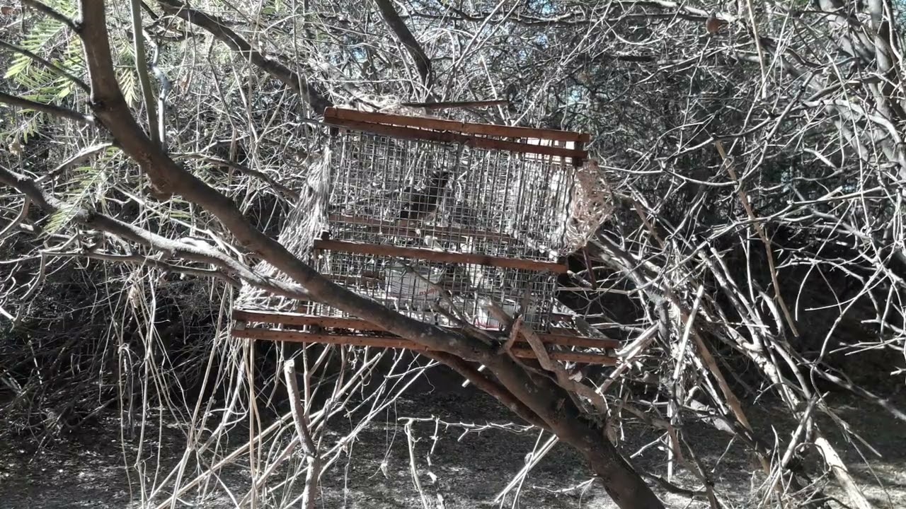 Captura de 7 vestidos serrano(1ra parte)