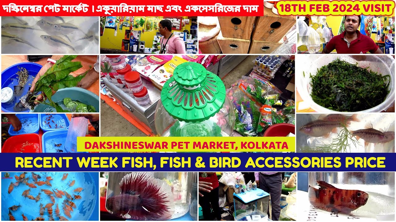 Dakshineswar Pet Market 2024|মাছ এবং একসেসরিজের দাম|Aquarium Fish & Accessories Price| 18th Feb 2024