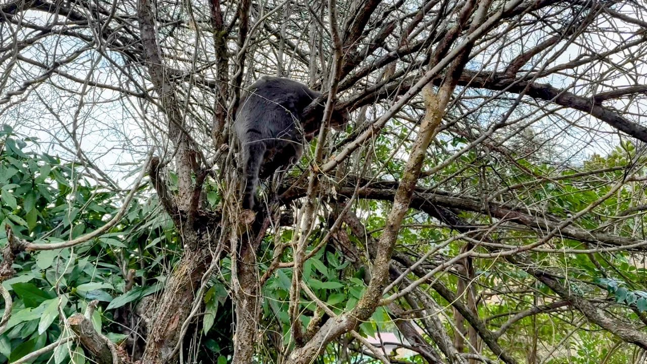 早く散歩に出たいけれど.. おばあちゃんの用事が済むまで待って.. 味噌おでんの準備してやっと散歩に出て薮のような木に登る猫…【さっちゃんとおばあちゃんの散歩・1157日目】・・・