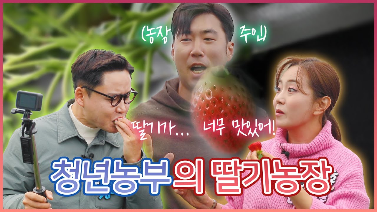 도시에서 귀농한 청년농부와 함께하는 고령 딸기농장 🍓