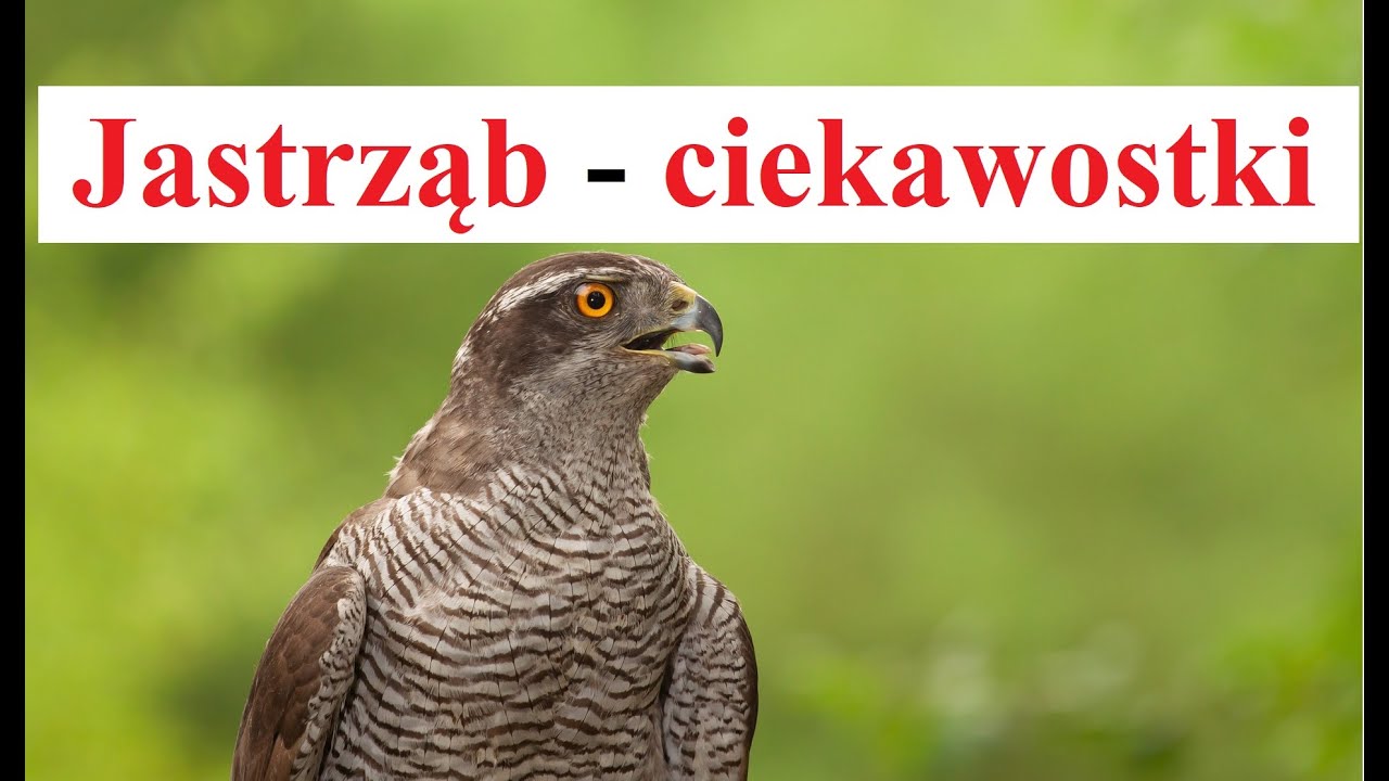 JASTRZĄB zwyczajny - ciekawostki  o ptakach
