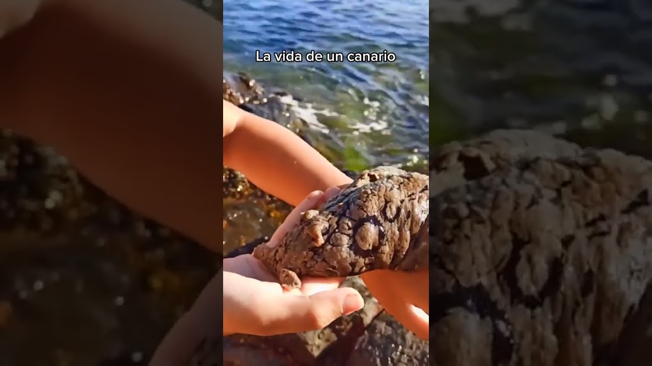 Feliz Día de Canarias 🇮🇨💕