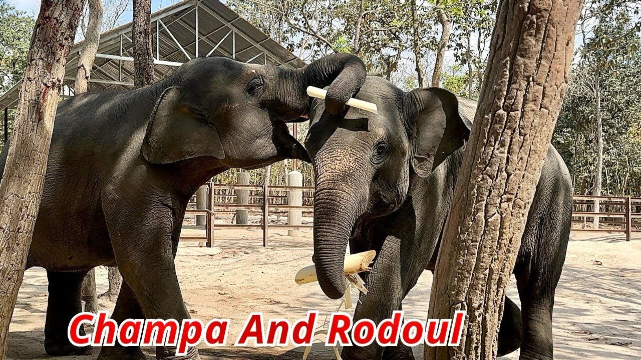 Phnom Tamao Zoo Adventure | Visiting Champa & Romduol – Adorable Baby Elephants in Cambodia
