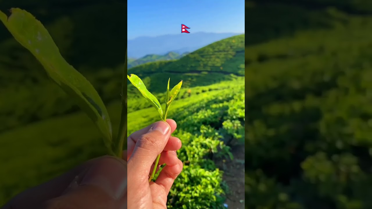 One of the best place to Visit, Tea Garden, Kanyam, Illam, Nepal #travel #tourist #nature #heaven