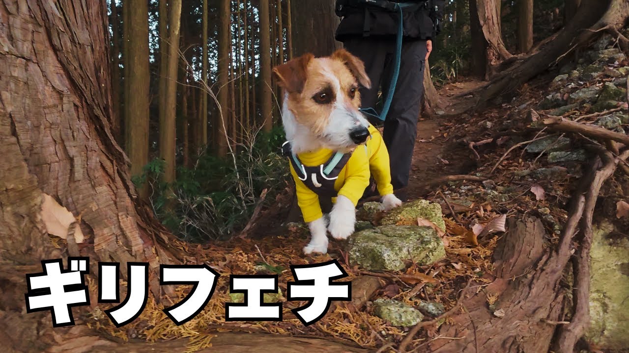 愛犬の山での道の選び方が独特でした【金剛山青崩ルート下り】