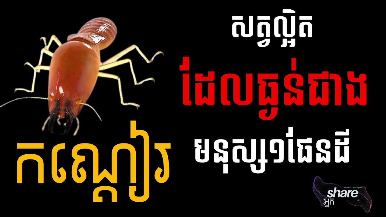 កណ្តៀរ សត្វល្អិតដែលធ្ងន់ជាងមនុស្ស១ផែនដី_(Termites, the Outweigh  than humanity)