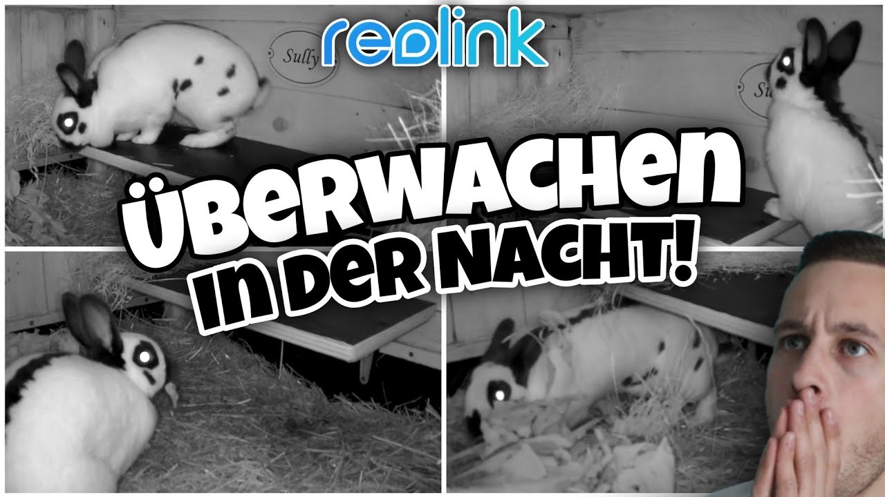 Das machen Kaninchen IN DER NACHT! 🌚🐇 #reolink | Schustrich S 2.0 ⭐