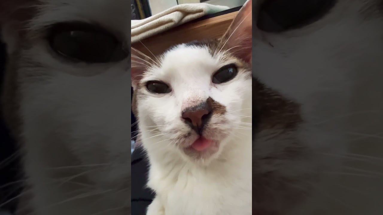 NOT SURE IF THE CAT APPROVES OF THIS VIDEO #dothingsyoudontwanttodo #dothingsyoudontwanttodo
