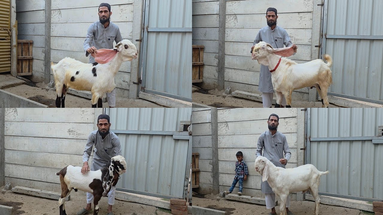 Top Hyderabadi Breeding Setup Quality Goats At Bharuchi Goat Farm Bharuch Gujarat. 