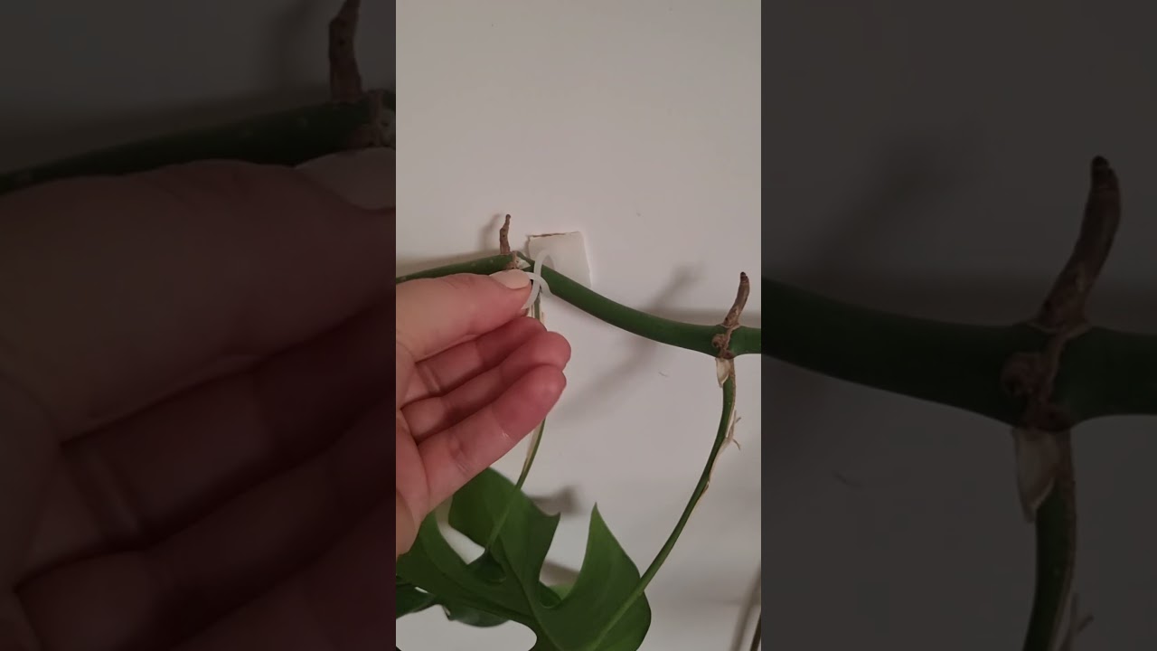 hanging plants accessories ideas | monstera minima decoration wall #indoorjungle #shorts #video