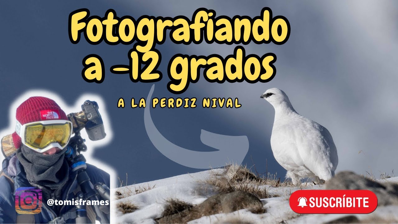 Fotografio a -12 grados a la perdiz nival || Fotograf&iacute;a de fauna salvaje Ep. 12