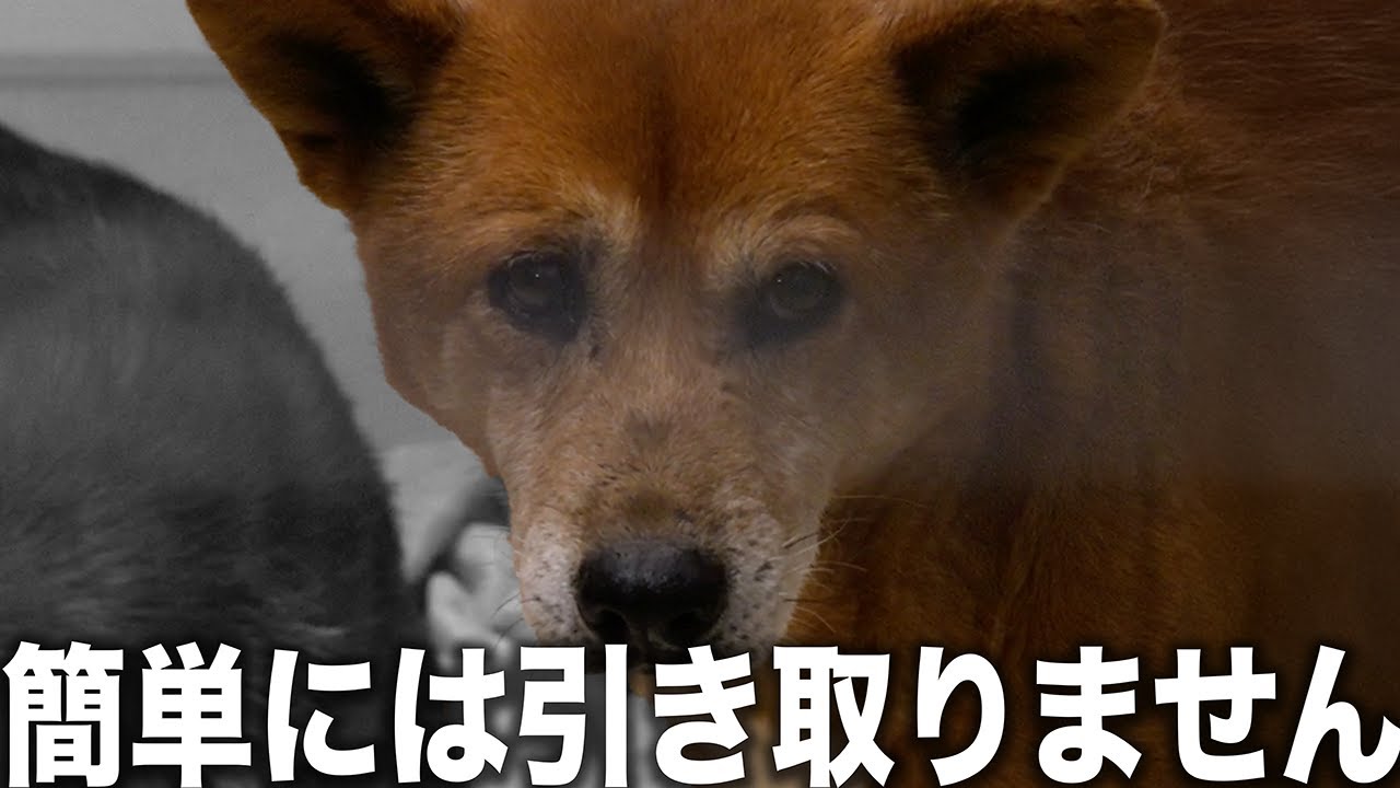 【警察から犬が？】「よっぽどじゃないと引き取らない」捨てる人が多すぎてまた犬で溢れかえる広島愛護センター