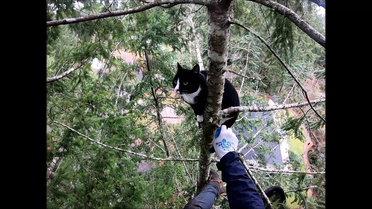 Bruno's cat rescue