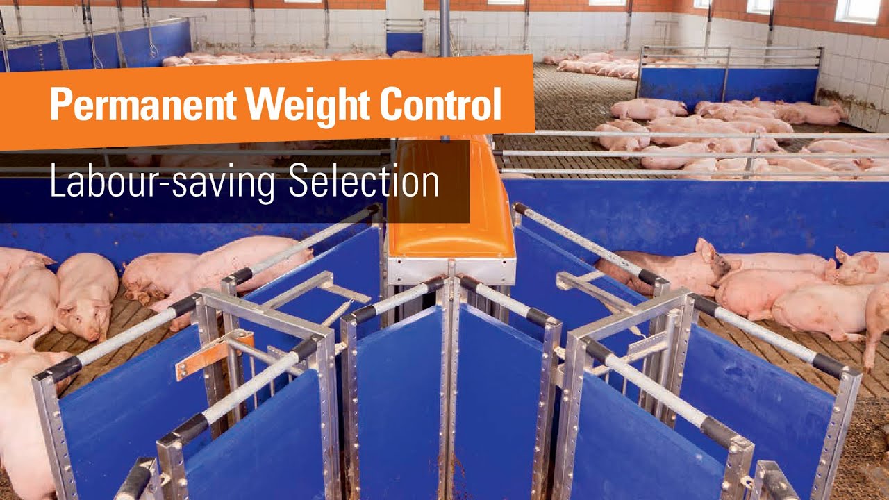 Automatic pig sorting scale | TriSortpro
