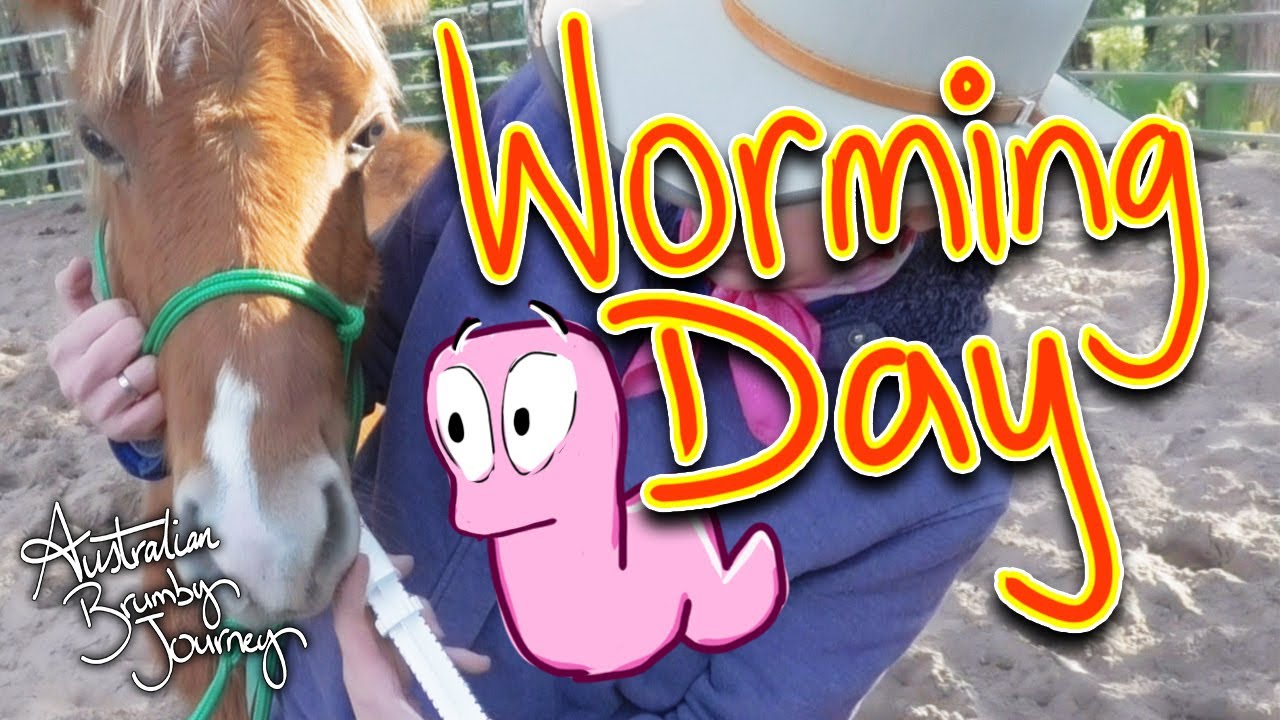Worming my pony 🐴Australian Horse Training