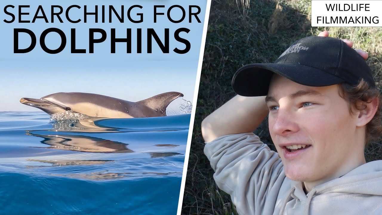 SEARCHING For WILD DOLPHINS In The UK!