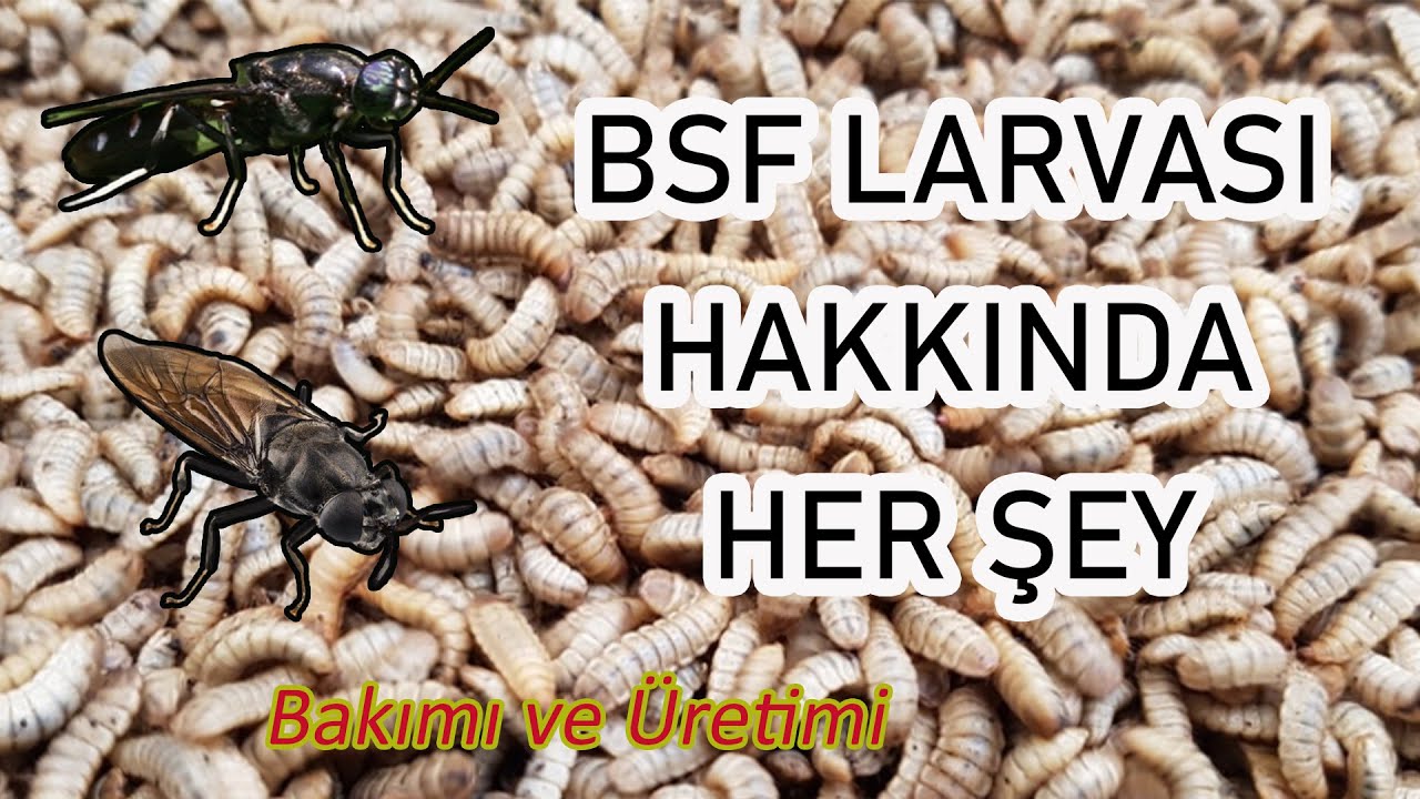 BSF Larvası Hakkında Her Şey